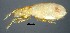  ( - GBOL19909)  @11 [ ] CreativeCommons  Attribution Non-Commercial Share-Alike (2017) SNSB (Staatliche Naturwissenschaftliche Sammlungen Bayerns) ZSM (Zoologische Staatssammlung Muenchen)