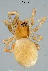  ( - GBOL19912)  @11 [ ] CreativeCommons  Attribution Non-Commercial Share-Alike (2017) SNSB (Staatliche Naturwissenschaftliche Sammlungen Bayerns) ZSM (Zoologische Staatssammlung Muenchen)