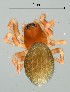  ( - GBOL19924)  @11 [ ] CreativeCommons  Attribution Non-Commercial Share-Alike (2017) SNSB (Staatliche Naturwissenschaftliche Sammlungen Bayerns) ZSM (Zoologische Staatssammlung Muenchen)