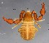  ( - GBOL19941)  @11 [ ] CreativeCommons  Attribution Non-Commercial Share-Alike (2017) SNSB (Staatliche Naturwissenschaftliche Sammlungen Bayerns) ZSM (Zoologische Staatssammlung Muenchen)