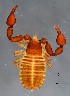  ( - GBOL19944)  @11 [ ] CreativeCommons  Attribution Non-Commercial Share-Alike (2017) SNSB (Staatliche Naturwissenschaftliche Sammlungen Bayerns) ZSM (Zoologische Staatssammlung Muenchen)