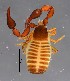  ( - GBOL19949)  @11 [ ] CreativeCommons  Attribution Non-Commercial Share-Alike (2017) SNSB (Staatliche Naturwissenschaftliche Sammlungen Bayerns) ZSM (Zoologische Staatssammlung Muenchen)