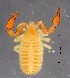  ( - GBOL19953)  @11 [ ] CreativeCommons  Attribution Non-Commercial Share-Alike (2017) SNSB (Staatliche Naturwissenschaftliche Sammlungen Bayerns) ZSM (Zoologische Staatssammlung Muenchen)