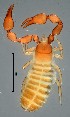  ( - GBOL19960)  @11 [ ] CreativeCommons  Attribution Non-Commercial Share-Alike (2017) SNSB (Staatliche Naturwissenschaftliche Sammlungen Bayerns) ZSM (Zoologische Staatssammlung Muenchen)