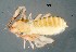  ( - GBOL19965)  @11 [ ] CreativeCommons  Attribution Non-Commercial Share-Alike (2017) SNSB (Staatliche Naturwissenschaftliche Sammlungen Bayerns) ZSM (Zoologische Staatssammlung Muenchen)