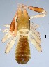  ( - GBOL19971)  @11 [ ] CreativeCommons  Attribution Non-Commercial Share-Alike (2017) SNSB (Staatliche Naturwissenschaftliche Sammlungen Bayerns) ZSM (Zoologische Staatssammlung Muenchen)