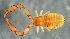  ( - ZSM-BC-04120-A04)  @11 [ ] CreativeCommons  Attribution Non-Commercial Share-Alike (2016) SNSB (Staatliche Naurwissenschaftliche Sammlungen Bayerns) ZSM (Zoologische Staatssammlung Muenchen)
