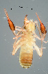  ( - ZSM-BC-30209-G09)  @11 [ ] CreativeCommons  Attribution Non-Commercial Share-Alike (2018) SNSB (Staatliche Naurwissenschaftliche Sammlungen Bayerns) ZSM (Zoologische Staatssammlung Muenchen)