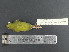  ( - MJM 7317)  @11 [ ] CreativeCommons - Attribution Non-Commercial (2012) Matthew J. MIller Smithsonian Tropical Research Institute