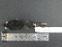  ( - MJM 7319)  @12 [ ] CreativeCommons - Attribution Non-Commercial (2012) Matthew J. MIller Smithsonian Tropical Research Institute