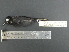  ( - MJM 7319)  @13 [ ] CreativeCommons - Attribution Non-Commercial (2012) Matthew J. MIller Smithsonian Tropical Research Institute