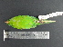  ( - MJM 7377)  @13 [ ] CreativeCommons - Attribution Non-Commercial (2012) Matthew J. MIller Smithsonian Tropical Research Institute