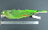  ( - MJM 7857)  @13 [ ] CreativeCommons - Attribution Non-Commercial (2012) Matthew J. MIller Smithsonian Tropical Research Institute