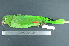  ( - MJM 7856)  @12 [ ] CreativeCommons - Attribution Non-Commercial (2012) Matthew J. MIller Smithsonian Tropical Research Institute