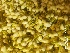  (Jasminum grandiflorum - HSPBSR-MM02)  @11 [ ] CreativeCommonsAttribution (2018) Bharathi TR and Prakash HS University of Mysore