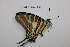  (Graphium nomius - Sukhothai137)  @12 [ ] CreativeCommons - Attribution Non-Commercial No Derivatives (2016) JJW, SKW, NJ, RP, JS Naresuan University, Thailand