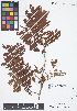  (Machaerium - IAvH - JAC2162)  @11 [ ] Copyright (2015) Instituto de Investigacion Alexander von Humboldt (IAvH) Instituto de Investigacion Alexander von Humboldt (IAvH)