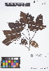  (Platymiscium - IAvH - JAC2186)  @11 [ ] Copyright (2015) Instituto de Investigacion Alexander von Humboldt (IAvH) Instituto de Investigacion Alexander von Humboldt (IAvH)