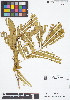  (Mimosoideae - IAvH - JAC2187)  @11 [ ] Copyright (2015) Instituto de Investigacion Alexander von Humboldt (IAvH) Instituto de Investigacion Alexander von Humboldt (IAvH)
