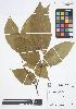 (Swartzia trianae - IAvH - JAC2216)  @11 [ ] Copyright (2015) Instituto de Investigacion Alexander von Humboldt (IAvH) Instituto de Investigacion Alexander von Humboldt (IAvH)