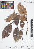  ( - IAvH - RG2352)  @11 [ ] Copyright (2015) Instituto de Investigacion Alexander von Humboldt (IAvH) Instituto de Investigacion Alexander von Humboldt (IAvH)