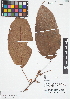  ( - IAvH - RG2358)  @11 [ ] Copyright (2015) Instituto de Investigacion Alexander von Humboldt (IAvH) Instituto de Investigacion Alexander von Humboldt (IAvH)