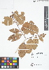  ( - IAvH - RG2380)  @11 [ ] Copyright (2015) Instituto de Investigacion Alexander von Humboldt (IAvH) Instituto de Investigacion Alexander von Humboldt (IAvH)