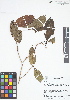  (Rudgea crassiloba - IAvH - RG2385)  @11 [ ] Copyright (2015) Instituto de Investigacion Alexander von Humboldt (IAvH) Instituto de Investigacion Alexander von Humboldt (IAvH)