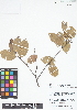  (Licania apetala - IAvH - RG2398)  @11 [ ] Copyright (2015) Instituto de Investigacion Alexander von Humboldt (IAvH) Instituto de Investigacion Alexander von Humboldt (IAvH)