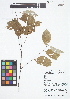  (Licania parvifructa - IAvH - RG2404)  @11 [ ] Copyright (2015) Instituto de Investigacion Alexander von Humboldt (IAvH) Instituto de Investigacion Alexander von Humboldt (IAvH)