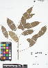  (Mabea trianae - IAvH - RG2422)  @11 [ ] Copyright (2015) Instituto de Investigacion Alexander von Humboldt (IAvH) Instituto de Investigacion Alexander von Humboldt (IAvH)