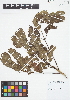  ( - IAvH - VLL239)  @11 [ ] Copyright (2015) Instituto de Investigacion Alexander von Humboldt (IAvH) Instituto de Investigacion Alexander von Humboldt (IAvH)