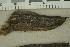  (Bourdotigloea dura - BGE_00349_C01)  @11 [ ] by-nc-sa (2025) Unspecified University of Oslo, Natural History Museum