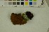  (Leotiomycetes_order_Incertae_sedis - BGE_000351_B09)  @11 [ ] by-nc-sa (2025) Unspecified University of Oslo, Natural History Museum
