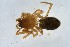  (Porrhomma campbelli - BGE_00359_G01)  @11 [ ] by-nc-sa (2025) Unspecified University Museum of Bergen