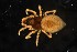  (Pelecopsis inedita - BGE_00360_E02)  @11 [ ] by-nc-sa (2024) Unspecified University of Oslo, Natural History Museum