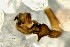  ( - BGE_00360_G06)  @11 [ ] by-nc-sa (2024) Unspecified University of Oslo, Natural History Museum