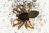  ( - BGE_00360_G08)  @11 [ ] by-nc-sa (2024) Unspecified University of Oslo, Natural History Museum