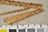  (Mycosphaerella - BGE_00350_G11)  @11 [ ] by-nc-sa (2025) Unspecified University of Oslo, Natural History Museum