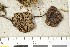  (Entoloma milleri - BGE_00349_D09)  @11 [ ] by-nc-sa (2025) Unspecified University of Oslo, Natural History Museum