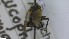  ( - NHMO-ENT-438124)  @11 [ ] by-nc-sa (2023) Unspecified University of Oslo, Natural History Museum