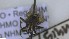  ( - NHMO-ENT-438124)  @11 [ ] by-nc-sa (2023) Unspecified University of Oslo, Natural History Museum