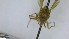  ( - NHMO-ENT-246593)  @11 [ ] by-nc-sa (2023) Unspecified University of Oslo, Natural History Museum
