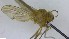  ( - NHMO-ENT-246593)  @11 [ ] by-nc-sa (2023) Unspecified University of Oslo, Natural History Museum