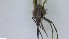  (Botanophila trapezina - NHMO-ENT-252953)  @11 [ ] by-nc-sa (2023) Unspecified University of Oslo, Natural History Museum