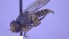  ( - NHMO-ENT-16594)  @11 [ ] by-nc-sa (2023) Unspecified University of Oslo, Natural History Museum
