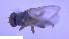  ( - NHMO-ENT-16594)  @11 [ ] by-nc-sa (2023) Unspecified University of Oslo, Natural History Museum