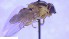  ( - NHMO-ENT-25813)  @11 [ ] by-nc-sa (2023) Unspecified University of Oslo, Natural History Museum