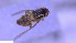  ( - NHMO-ENT-25813)  @11 [ ] by-nc-sa (2023) Unspecified University of Oslo, Natural History Museum