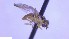  ( - NHMO-ENT-25814)  @11 [ ] by-nc-sa (2023) Unspecified University of Oslo, Natural History Museum